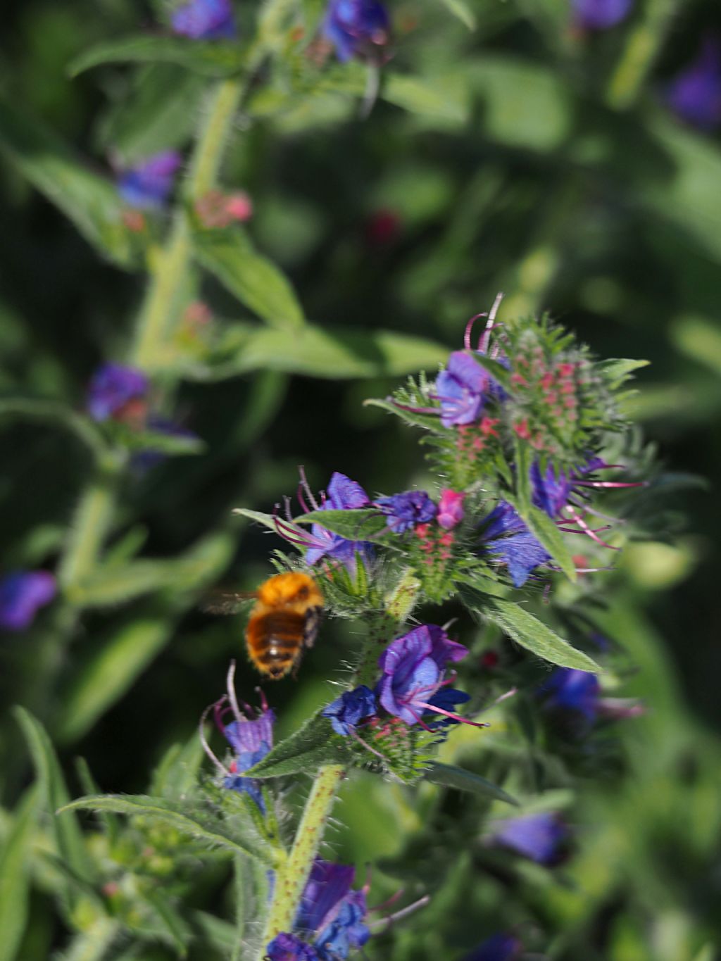 Identificazione pianta selvatica - Echium vulgare